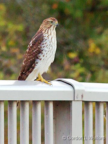 Hawk On A Railing_29712.jpg - Juvenile Cooper's Hawk (Accipiter cooperii) photographed along the Rideau Canal Waterway at Kilmarnock, Ontario, Canada.